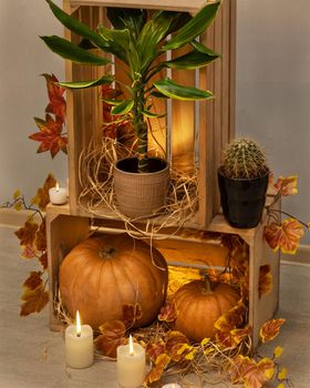 Halloween Pumpkins in the wooden crates with candles, Dracaena fragrans Golden Coast, cactus