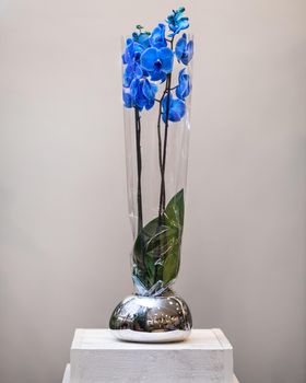 Painted blue Phalaenopsist moth orchid