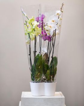 Colorful Phalaenopsist moth orchid