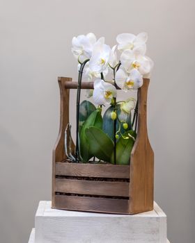 White Phalaenopsist moth orchid in the wooden basket