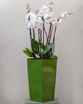 White Phalaenopsist moth orchid in the green pot