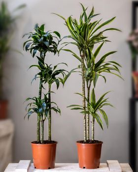 Dracaena fragrans plant, Dracaena fragrans Janet Craig in the pot