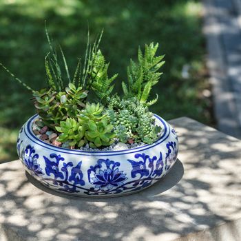 Terrarium plant with succulent, cactus in ceramic pot