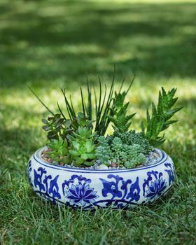 Terrarium plant with succulent, cactus in ceramic pot