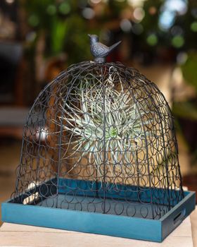 Beautiful Tillandsia air plant in a cage