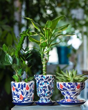 Dracaena fragrans massangeana, Zanzibar Gem, succulent in hand painted pot