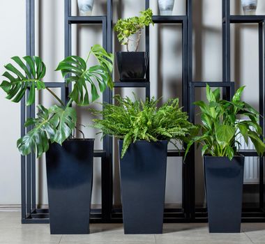 Monstera deliciosa - Swiss Cheese Plant, Nephrolepis exaltata Green Lady - Green Lady Boston Fern, Peace Lily in the black pot