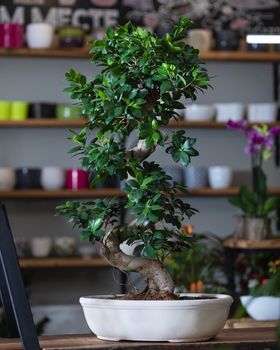 Ficus bonsai ginseng retusa plants in white pot