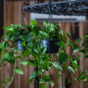 Golden Pothos, Devil's ivy, Epipremnum aureum plant hanged on chandelier