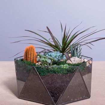 Beautiful colorful glass terrarium with succulent, cactus, flower, rock, sand inside