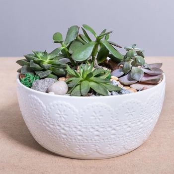 Terrarium, sand, rock, succulent, cactus in the white pot