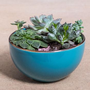 Terrarium, sand, rock, succulent, cactus in the blue pot