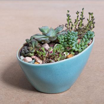 Terrarium, sand, rock, succulent, cactus in the blue pot
