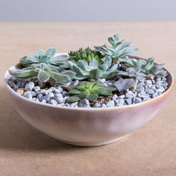Terrarium, sand, rock, succulent, cactus in the ceramic pot