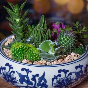 Beautiful terrarium with succulent, cactus, flower, rock, sand inside
