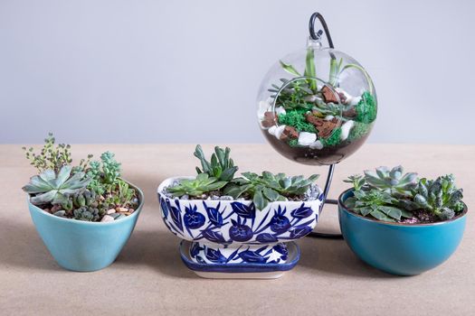 Terrarium plants in ceramic pot, glass side by side