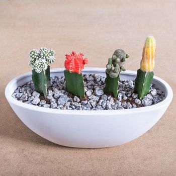 Gymnocalycium mihanovichii, Moon Cactus, Armatocereus godingianus in the white pot