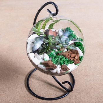 Terrarium, sand, rock, succulent, cactus in the rounded glass