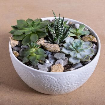 Terrarium, sand, rock, succulent, cactus in the white ceramic pot