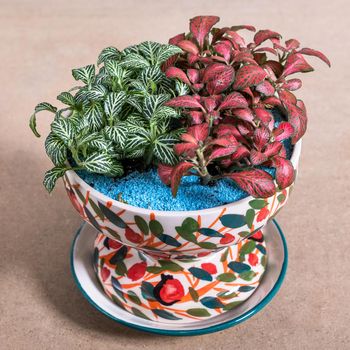 Painted-leaf begonia in the decorative ceramic pot