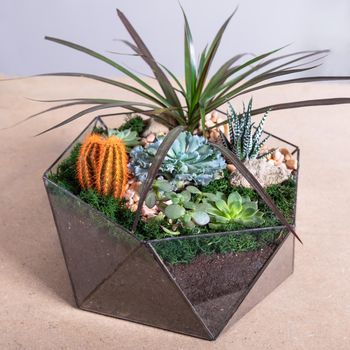 Terrarium, sand, rock, decor house, succulent, cactus in the glass
