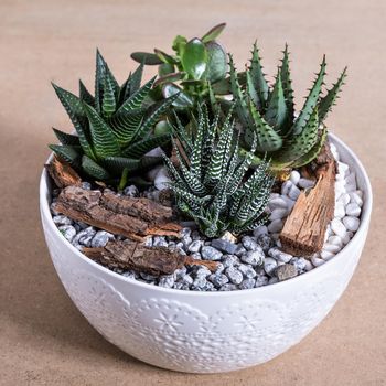 Terrarium, sand, rock, succulent, cactus in the white ceramic pot