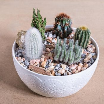 Terrarium, sand, rock, succulent, cactus in the white ceramic pot