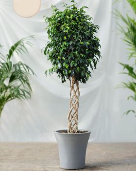 Weeping Fig, Ficus Benjamina, cutout big size houseplant with white background