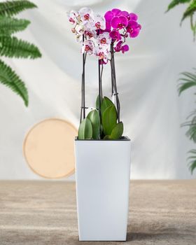 Pink, white Moth orchids in the white pot