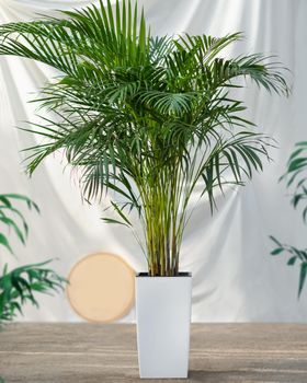 Areca Cane palm Dypsis lutescens, golden cane palm plant in white pot