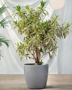 Big size houseplant in the pot with white background