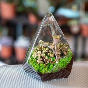 Beautiful colorful glass terrarium with succulent, cactus, flower, rock, sand inside