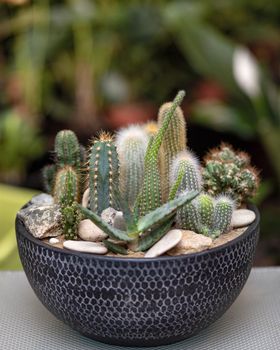 Beautiful colorful terrarium with succulent, cactus, flower, rock, sand inside