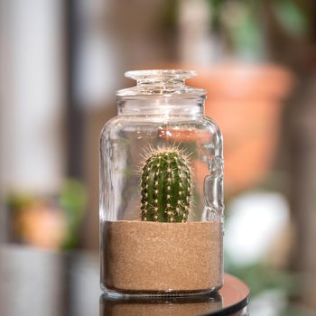 Cactus in sand terrarium glass