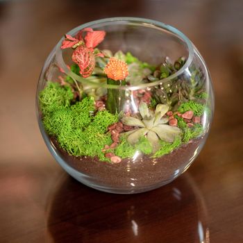 Beautiful colorful glass terrarium with succulent, cactus, flower, rock, sand inside