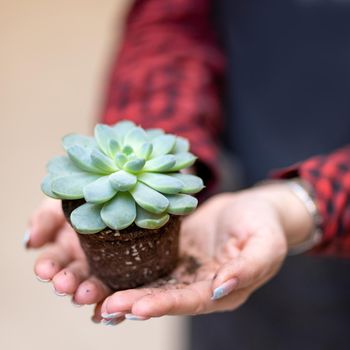Woman holding the succulent plant in the palm