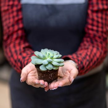 Woman holding the succulent plant in the palm