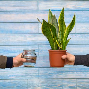 Snake Plant, Viper's bowstring hemp and Water bottle