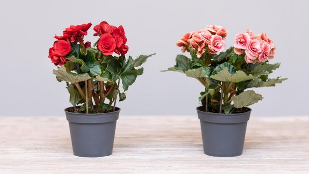 Red and Pink Elatior Begonia in the pot