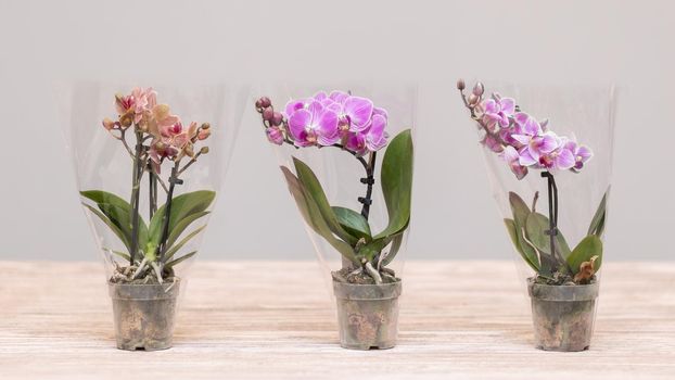 Small Moth orchids, Phalaenopsis