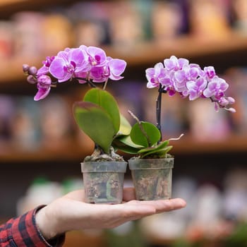 Small purple moth orchid flower, phalaenopsis plant on the hand