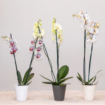 Colorful Moth orchids, Phalaenopsis