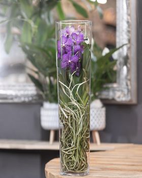 Purple Singapore orchid, Vanda orchid in the glass pot