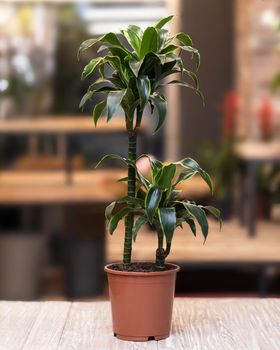 Dracaena lisa cane in the pot