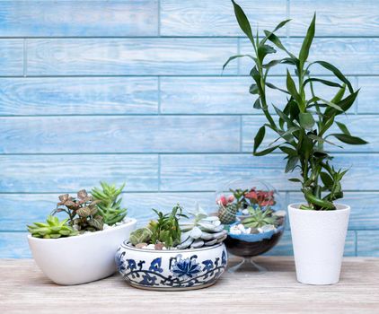 Beautiful terrariums on the blue background