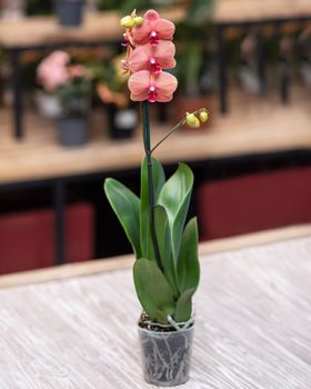 Rosy Moth orchid, Phalaenopsis