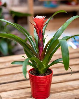 Red Bromeliad flower plant isolated