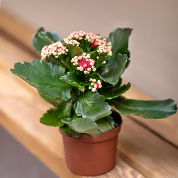 Colorful Widow's-thrill, Kalanchoe flower