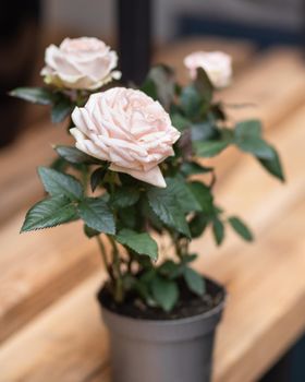 Beautiful white flower plant