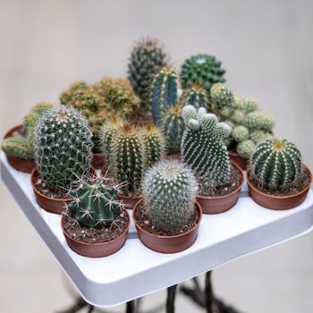 Different cactuses on the white plate